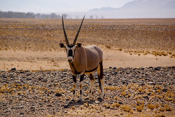 istock South African Oryx antelope (Oryx gazella) with long straight horns, on a dry rocky plain, Namibia 2222881631
