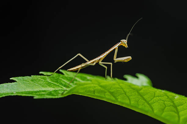 istock Praying mantis standing on a green leaf on black background 2222881987