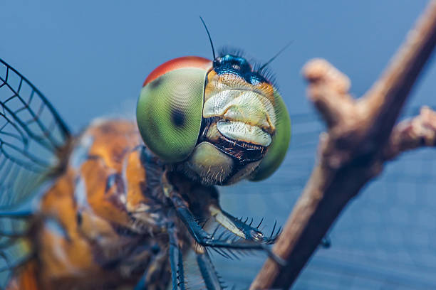 istock Dragonfly showing its big green eyes perched on a branch 2222882002
