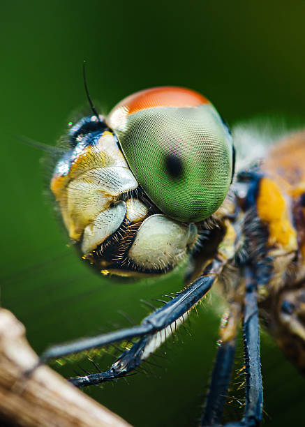 istock Dragonfly showing its huge compound eyes and hairy head 2222882008