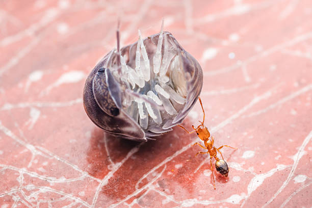 Tiny red ant inspecting a rolled-up woodlouse on a pink marble surface, revealing delicate structures and the wonders of the insect world in macro detail