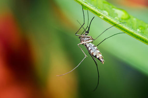 istock Asian tiger mosquito resting on green leaf after rain 2222882448