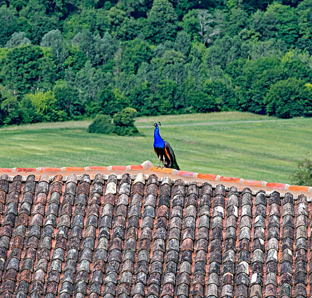 peacock in a farm in Italy