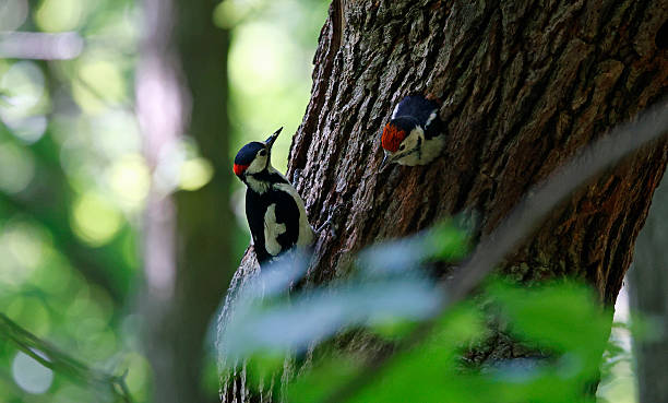 istock Great spotted woodpeckers feeding their chicks 2222884436