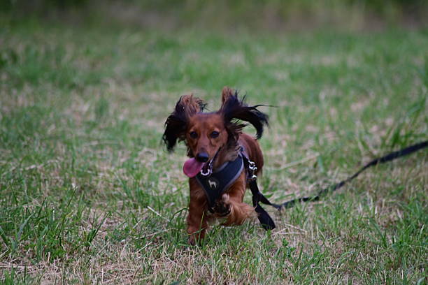istock Long-Haired Dachshund on a Leash in the Grass – Cute Dog Outdoors in Summer Light 2222885592