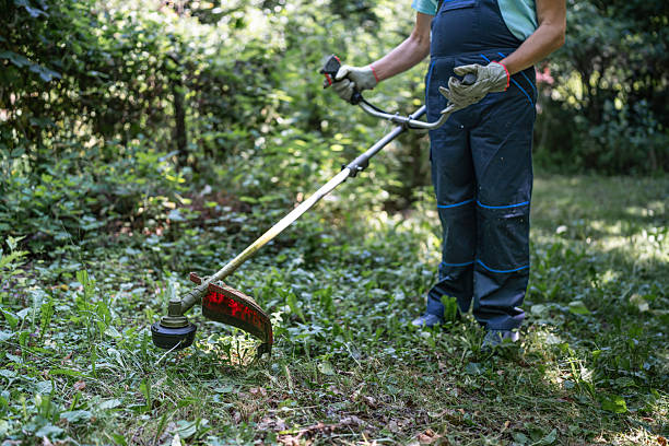 istock Gardener mowing grass with string trimmer in lush green garden 2222885915