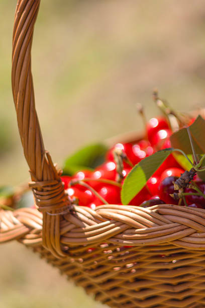 Freshly picked cherries in a woven basket basking in warm sunlight.
