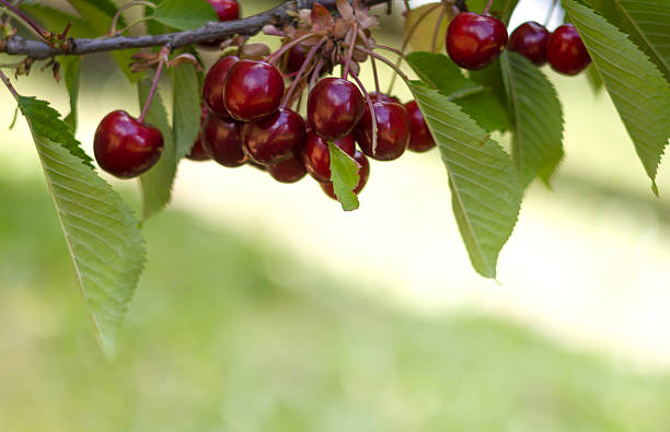 istock Fresh red cherries hanging from a branch on a sunny day in nature, copy space 2222886346