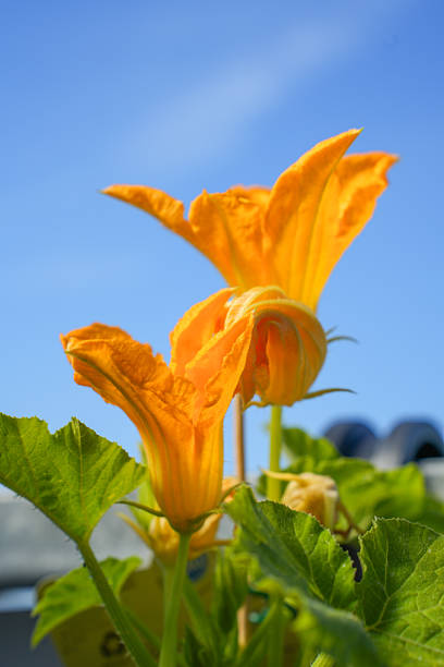 Vibrant yellow zucchini flower captured in full bloom under bright summer sunlight with blue skyshowcasing nature's beauty and the beginning of fresh produce
