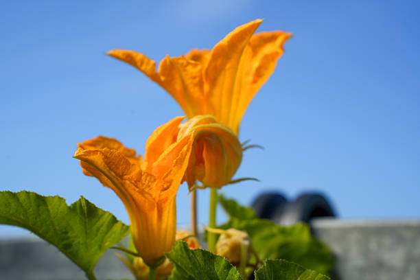 Vibrant yellow zucchini flower captured in full bloom under bright summer sunlight with blue skyshowcasing nature's beauty and the beginning of fresh produce