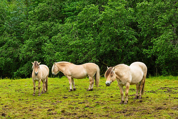 Wild horse, polish horse, konik polski or konik biłgorajski, Polish primitive horse in field