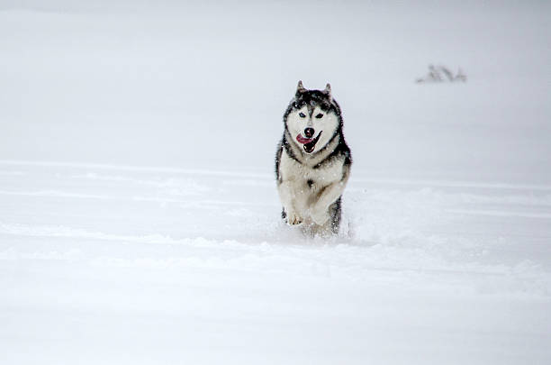 istock Husky joyfully running across snowy landscape 2222892811