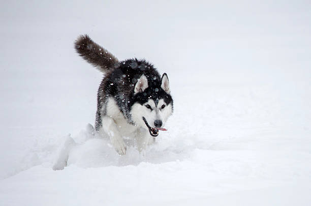 istock Husky in snowy landscape with falling snowflakes 2222892834
