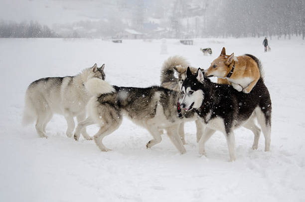 Greenlandic sled dogs in action near Sisimiut (Holsteinsborg), Greenland, Denmark. This image was taken with a drone.