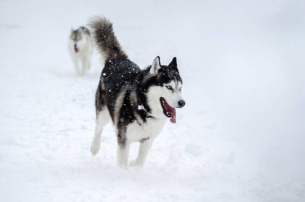 istock Husky in snowy landscape with falling snowflakes 2222892906