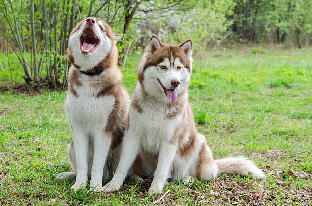istock Two siberian huskies sitting on grassy field in sunny park 2222893350