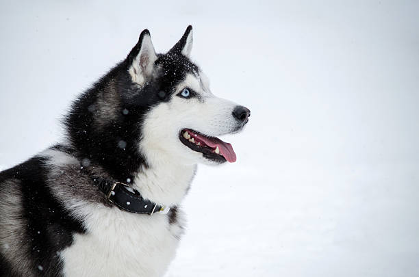 istock Husky in snowy landscape with playful expression 2222893387