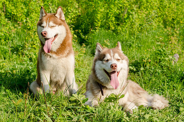 istock Happy huskies relaxing on green meadow under sunlight 2222893419