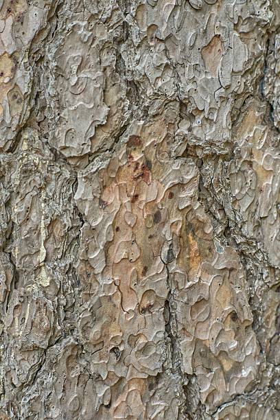 istock Detailed Close-up View of Natural Tree Bark Texture Showing Rough Patterns and Organic Grain 2222895550