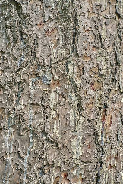 Intricate Texture of Rough Bark with Natural Patterns and Subtle Colors Evoking a Forested Ambiance