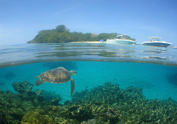 istock Green Sea Turtle Swimming in Caribbean Reef 2222896589
