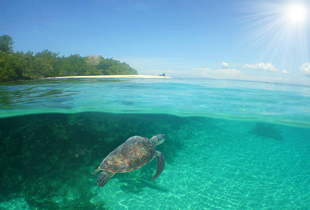 istock Green Sea Turtle Swimming in Caribbean Reef 2222896592