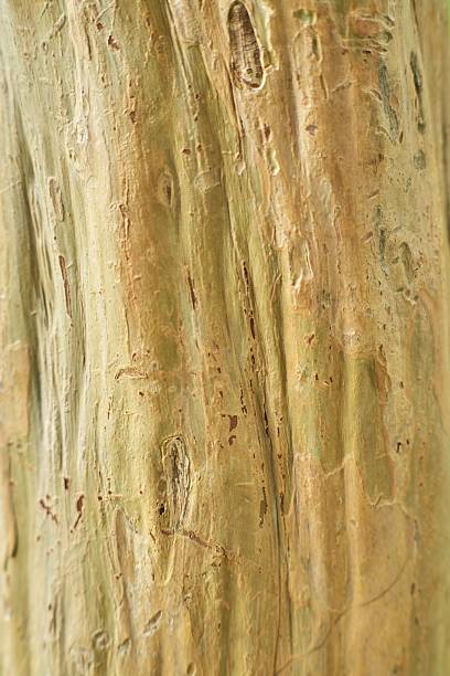 istock Close up of textured tree bark with intricate patterns and natural colors displaying nature's artistry in organic detail 2222897692