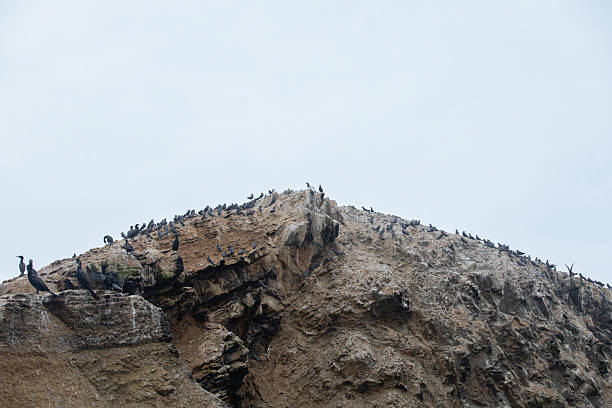 Cormorant colony on the Ballestas Islands, Peru