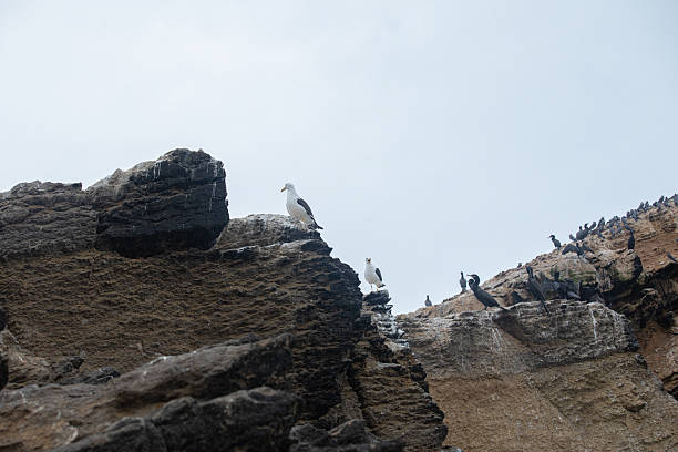 Cormorant colony on the Ballestas Islands, Peru