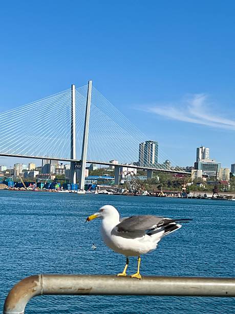 istock View on seagull with Vladivostok on background, Russia 2222898464