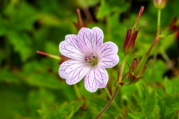 Stem with blooming buds of pink geranium. Delicate flower closeup. The beginning of the life of indoor plants stock photo