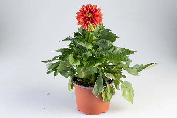 istock Orange flowers bloom in a pot isolated nature background with clipping path 2222899420