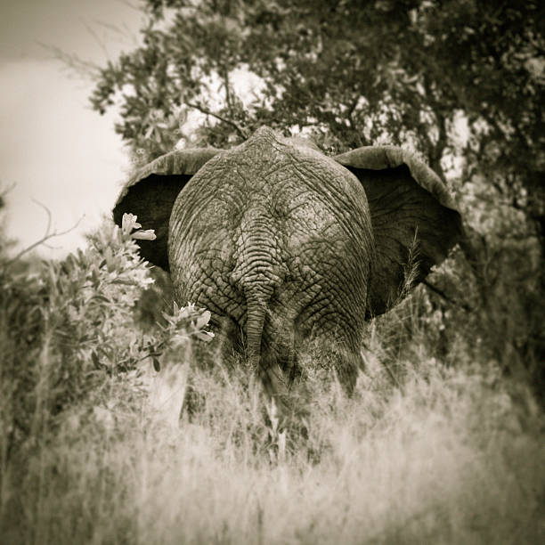 This black and white photo shows an elephant from behind, walking away into the savanna. The rough texture of its skin stands out clearly, and the grass around it looks almost white, creating a strong contrast. The image has a slightly humorous feel, with the large round shape of the elephant's back taking center stage. A simple, striking moment in the wild.