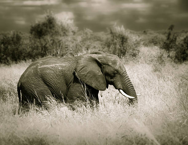 istock Lone Elephant in Tall Grass, Black and White, South Africa 2222901897