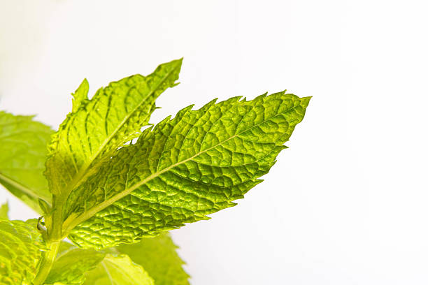 Fresh green mint leaves against white background, close-up botanical photo in clean light, representing freshness, herbs and natural food