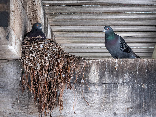 istock Pigeons in nest on wooden beam. 2222902614