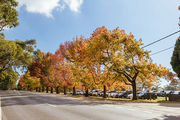 istock Autumn in Red Hill Australia 2222905794