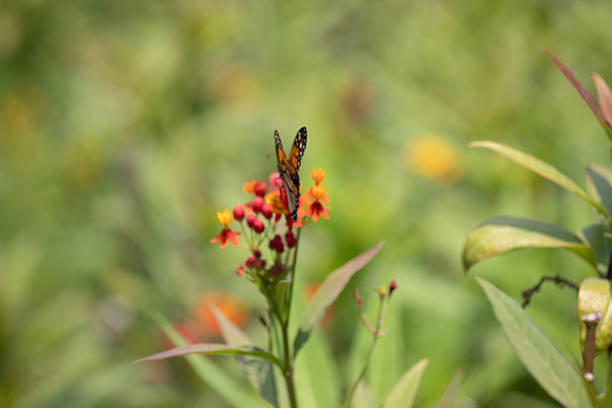 Zinnia is a genus of about 20 species of annual plants of daisy family. Zinnia has a bright, solitary, daisy-like flower-head on a single, erect stem and bloom in a wide variety of colors with large, mixed flowers.The butterfly in the photo is called Indian fritillary butterfly.
