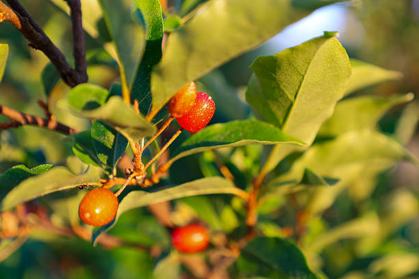 Small red berries with orange hues hang on branches with green leaves, illuminated by sunlight. The fruits add a bright accent among the greenery, creating an image of natural abundance and beauty on a summer day.