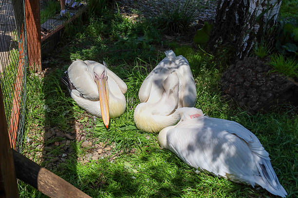 istock Three white pelicans rest on green grass under a tree, creating a scene of a peaceful summer day. One of the birds faces the camera, showcasing its distinctive beak, while the other two calmly sleep or doze. 2222907171