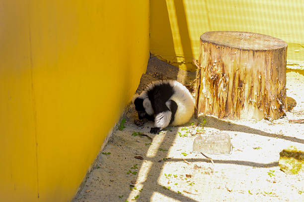 A black and white lemur rests in a sunlit corner on a sandy surface. A wooden stump is visible nearby, adding natural elements to this peaceful scene.