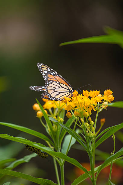 istock Monarch butterfly on a plant feeding on a flower during a sunny day in Lima Peru during summer 2222907721