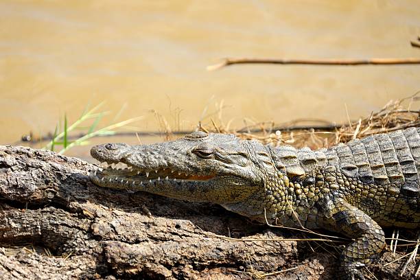 istock Nile crocodile basking on riverbank log in golden light 2222908963