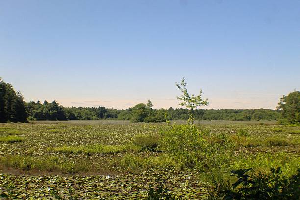 istock View of Pond Walk Trail 2222909325