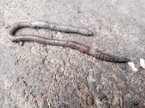 istock A woman holds some earthworms (Eisenia foetida) with compost in her hands 2222911011