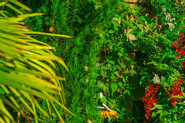 Mediterranean garden in bright sunlight in springtime, Almere, Flevoland, The Netherlands, June 29, 2025