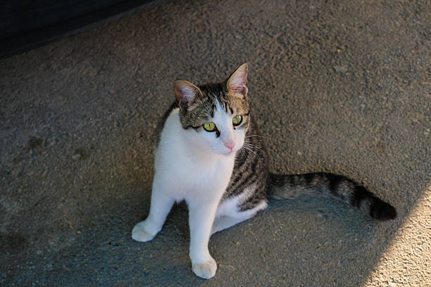 A cute domestic cat with white and tabby fur sits calmly on a concrete surface, gazing attentively to the side. Captured in natural daylight, showcasing feline curiosity.