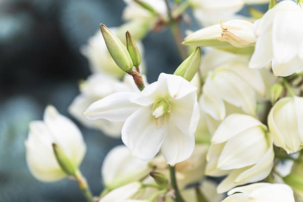 Delicate white yucca flowers in the garden close-up, selective focus.