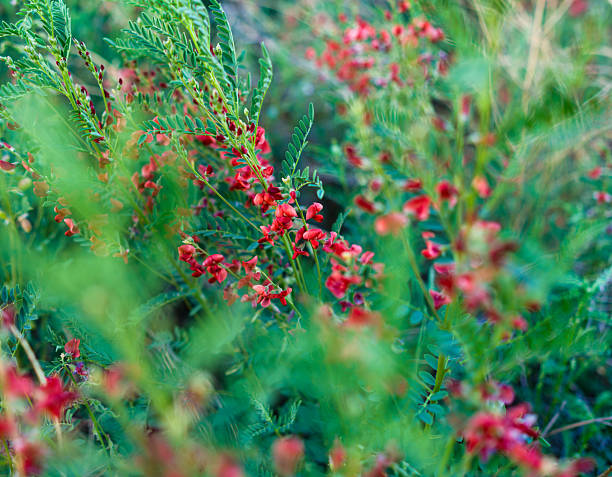 Colorado Hoary Pea Red Wildflowers - Growing wild in riparian zone, western Colorado - Tephrosia coloradensis.