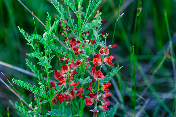 Colorado Hoary Pea Red Wildflowers - Growing wild in riparian zone, western Colorado - Tephrosia coloradensis.